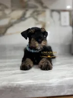 AKC BLACK AND TAN/RED MALE, a male Miniature Schnauzer for sale in Lake Placid, FL – 5 of 7