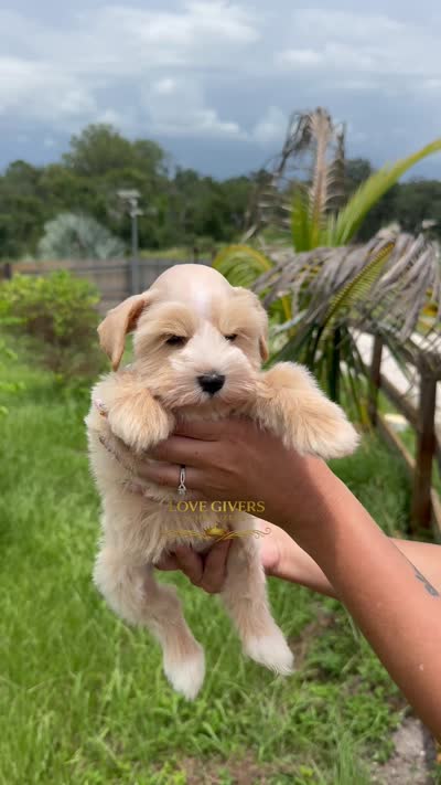 AKC FEMALE WHEATEN, a female Miniature Schnauzer for sale in Lake Placid, FL – 8 of 8