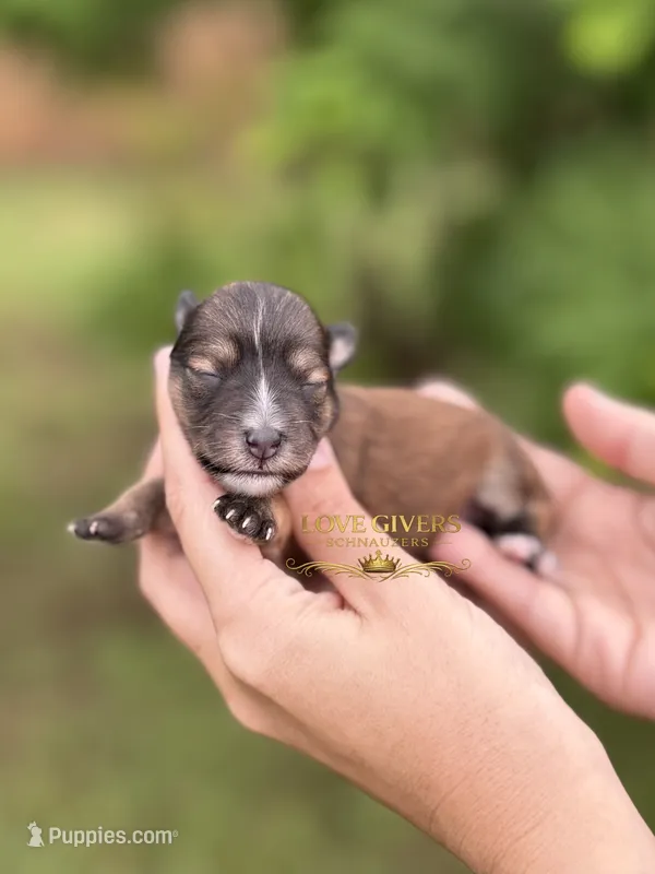 AKC SALT PEPPER MINI SCHNAUZER GIRL – Miniature Schnauzer puppy on hold in Lake Placid, FL