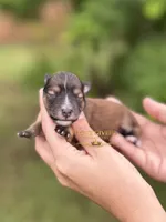 AKC SALT PEPPER MINI SCHNAUZER GIRL, a female Miniature Schnauzer for sale in Lake Placid, FL – 1 of 6