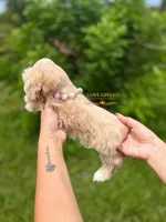 AKC FEMALE WHEATEN, a female Miniature Schnauzer for sale in Lake Placid, FL – 7 of 8