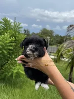 AKC BLACK MALE, a male Miniature Schnauzer for sale in Lake Placid, FL – 3 of 8