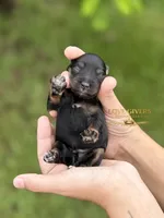 AKC BLACK AND TAN MINI SCHNAUZER BOY, a male Miniature Schnauzer for sale in Lake Placid, FL – 4 of 6