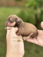 AKC LIVER PEPPER MINI SCHNAUZER BOY, a male Miniature Schnauzer for sale in Lake Placid, FL – 2 of 6