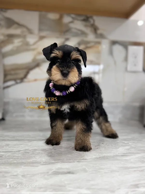 AKC BLACK AND TAN/RED FEMALE – Miniature Schnauzer puppy for sale in Lake Placid, FL