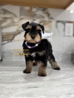 AKC BLACK AND TAN/RED FEMALE, a female Miniature Schnauzer for sale in Lake Placid, FL – 1 of 6