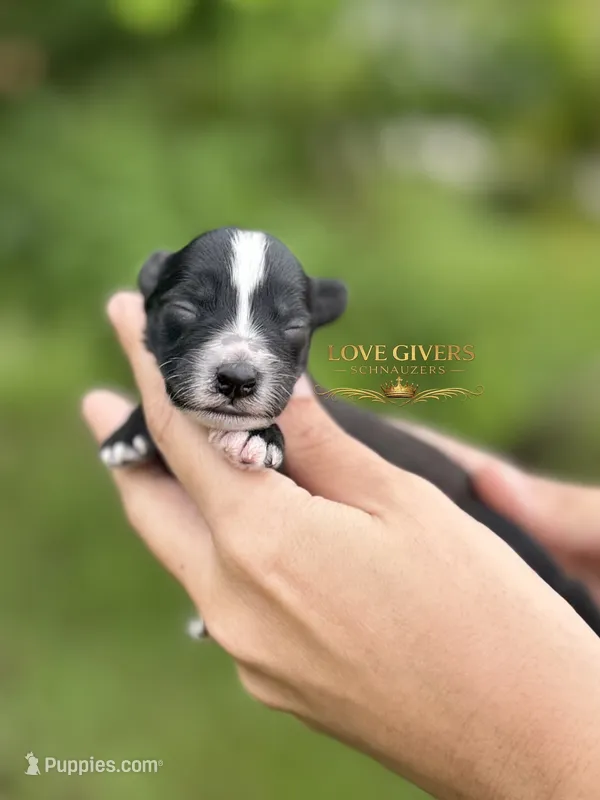 AKC BLACK MINI SCHNAUZER BOY – Miniature Schnauzer puppy for sale in Lake Placid, FL