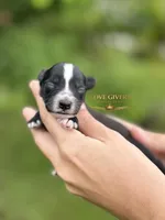 AKC BLACK MINI SCHNAUZER BOY, a male Miniature Schnauzer for sale in Lake Placid, FL – 1 of 6