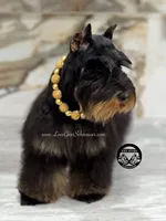 AKC BLACK MINI SCHNAUZER BOY, a male Miniature Schnauzer for sale in Lake Placid, FL – 5 of 6