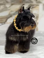 AKC BLACK AND TAN/RED FEMALE, a female Miniature Schnauzer for sale in Lake Placid, FL – 5 of 6