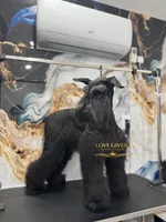 AKC Giant Schnauzer Female, a female Giant Schnauzer for sale in Lake Placid, FL – 4 of 4
