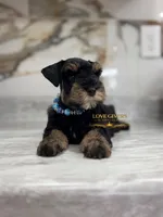 AKC BLACK AND TAN/RED MALE, a male Miniature Schnauzer for sale in Lake Placid, FL – 3 of 7