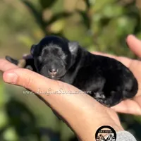 AKC BLACK AND TAN BOY, a male Miniature Schnauzer for sale in Lake Placid, FL – Photo 3 of 6