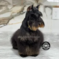 AKC BLACK AND TAN BOY, a male Miniature Schnauzer for sale in Lake Placid, FL – Photo 5 of 6