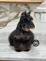 AKC BLACK AND TAN BOY, a male Miniature Schnauzer for sale in Lake Placid, FL – Photo 5 of 6
