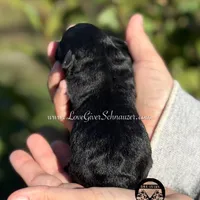 AKC BLACK AND TAN BOY, a male Miniature Schnauzer for sale in Lake Placid, FL – Photo 2 of 6