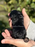 AKC BLACK AND TAN BOY, a male Miniature Schnauzer for sale in Lake Placid, FL – Photo 2 of 6