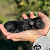 AKC BLACK AND TAN BOY, a male Miniature Schnauzer for sale in Lake Placid, FL – Photo 4 of 6