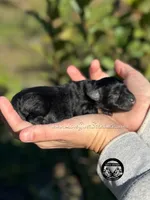 AKC BLACK AND TAN BOY, a male Miniature Schnauzer for sale in Lake Placid, FL – Photo 4 of 6