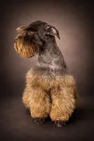 AKC BLACK AND TAN BOY, a male Miniature Schnauzer for sale in Lake Placid, FL – Photo 6 of 6