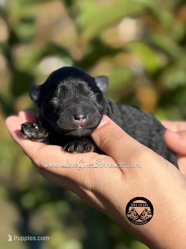 AKC BLACK AND TAN BOY