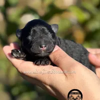 AKC BLACK AND TAN BOY, a male Miniature Schnauzer for sale in Lake Placid, FL – Photo 1 of 6