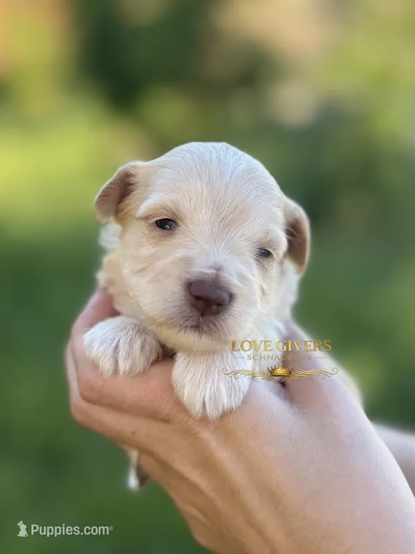 AKC WHEATEN MINIATURE SCHNAUZER GIRL – Miniature Schnauzer puppy for sale in Lake Placid, FL