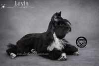 AKC BLACK MINI SCHNAUZER BOY, a male Miniature Schnauzer for sale in Lake Placid, FL – 6 of 6