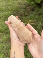 AKC WHEATEN MINIATURE SCHNAUZER GIRL, a female Miniature Schnauzer for sale in Lake Placid, FL – 2 of 6