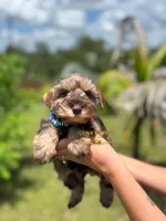 AKC LIVER PEPPER MALE, a male Miniature Schnauzer for sale in Lake Placid, FL – 5 of 7