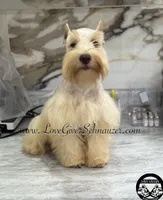 AKC WHEATEN MINIATURE SCHNAUZER GIRL, a female Miniature Schnauzer for sale in Lake Placid, FL – 6 of 6