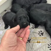 AKC MALE GIANT SCHNAUZERS, a male Giant Schnauzer for sale in Lake Placid, FL – Photo 1 of 4