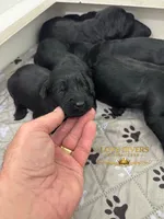 AKC MALE GIANT SCHNAUZERS, a male Giant Schnauzer for sale in Lake Placid, FL – Photo 1 of 4