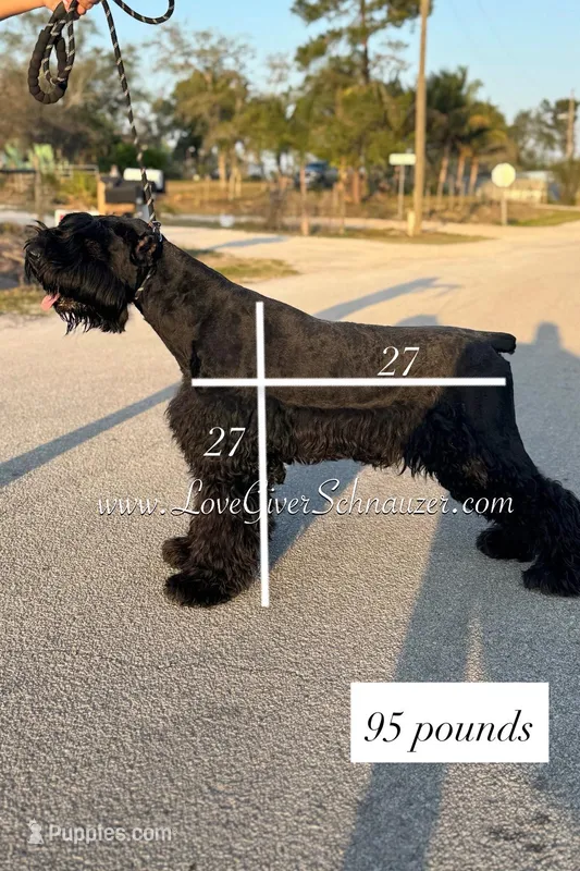 AKC GIANT SCHNAUZERS COMING SOON!