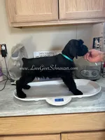 AKC GIANT SCHNAUZERS COMING SOON!, a  Giant Schnauzer for sale in Lake Placid, FL – Photo 2 of 6