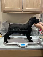 AKC GIANT SCHNAUZERS COMING SOON!, a  Giant Schnauzer for sale in Lake Placid, FL – Photo 3 of 6