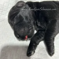 AKC MALE GIANT SCHNAUZERS, a male Giant Schnauzer for sale in Lake Placid, FL – Photo 4 of 4