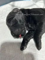 AKC GIANT SCHNAUZERS COMING SOON!, a  Giant Schnauzer for sale in Lake Placid, FL – Photo 5 of 6