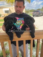 AKC GIANT SCHNAUZERS COMING SOON!, a  Giant Schnauzer for sale in Lake Placid, FL – Photo 4 of 6