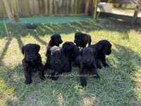 AKC GIANT SCHNAUZERS COMING SOON!, a  Giant Schnauzer for sale in Lake Placid, FL – Photo 6 of 6