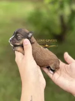AKC SALT PEPPER MINI SCHNAUZER GIRL, a female Miniature Schnauzer for sale in Lake Placid, FL – 2 of 6