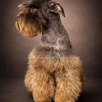 AKC BLACK MALE, a male Miniature Schnauzer for sale in Lake Placid, FL – Photo 6 of 6