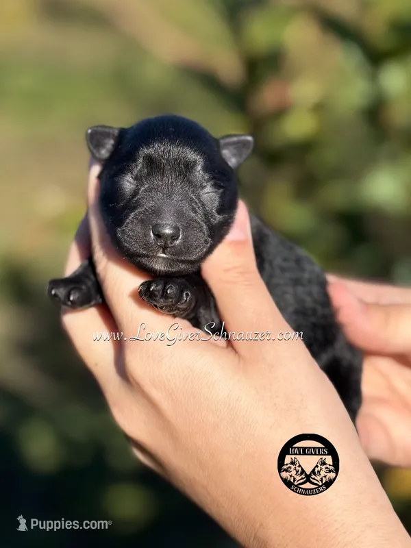 AKC BLACK MALE