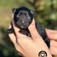 AKC BLACK MALE, a male Miniature Schnauzer for sale in Lake Placid, FL – Photo 1 of 6