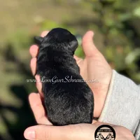 AKC BLACK MALE, a male Miniature Schnauzer for sale in Lake Placid, FL – Photo 2 of 6