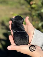 AKC BLACK MALE, a male Miniature Schnauzer for sale in Lake Placid, FL – Photo 2 of 6