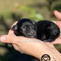 AKC BLACK MALE, a male Miniature Schnauzer for sale in Lake Placid, FL – Photo 3 of 6