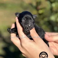 AKC BLACK MALE, a male Miniature Schnauzer for sale in Lake Placid, FL – Photo 4 of 6