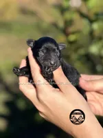 AKC BLACK MALE, a male Miniature Schnauzer for sale in Lake Placid, FL – Photo 4 of 6