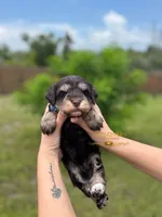 AKC LIVER & TAN MALE, a male Miniature Schnauzer for sale in Lake Placid, FL – 3 of 5